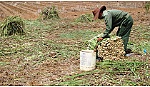 Giá sả tăng cao, người trồng phấn khởi
