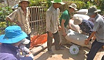Sản xuất và tiêu thụ lúa gạo: Hiệu quả từ các chuỗi liên kết