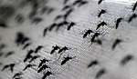 Mexico chính thức lưu hành vắcxin Dengvaxia phòng sốt xuất huyết