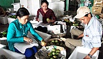 Liên kết chuỗi giá trị: Yếu tố sống còn cho nông nghiệp thời hội nhập