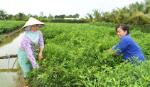 Ngân hàng CSXH cùng người dân vượt khó, giảm nghèo bền vững