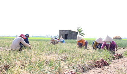 Thu hoạch hành tím ở ấp Nam, xã Tân Điền.