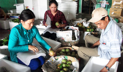 Liên kết chuỗi giá trị là yếu tố sống còn cho nông nghiệp trong thời hội nhập.
