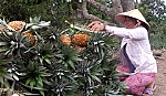 Phát triển ngành hàng cây ăn trái theo hướng bền vững