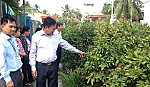 Lãnh đạo TP.Mỹ Tho khảo sát tình hình sản xuất nông nghiệp phục vụ tết