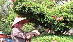 Nông dân huyện Cai Lậy sẵn sàng cho thị trường tết