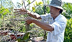 Nhộn nhịp mùa mai tết