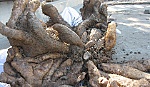 2 củ khoai 