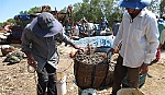 Gian nan nghề cào mỏ vịt