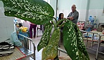 Loét miệng vì ăn nhầm cây môn trường sinh