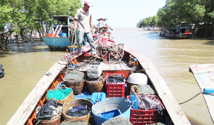 Sau một chuyến đi, những người cào mỏ vịt trở về với khoan ghe đầy ắp mỏ vịt.