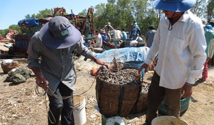 Cân mỏ vịt bán cho thương lái.