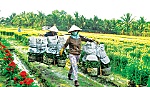 Rỏ giọt mồ hôi cho trăm hoa đua nở