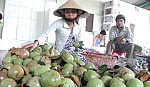 Vì đâu vú sữa Lò Rèn Vĩnh Kim có nguy cơ bị 