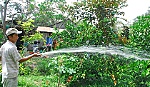 Vú sữa Nâu Bách Thảo thay thế dần vú sữa Lò Rèn?
