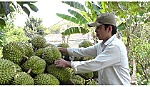 Giá sầu riêng tăng mạnh, giá khóm ổn định ở mức cao