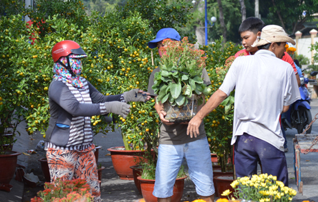 Nhà vườn liên tục vận chuyển hoa ra cho kịp chợ.