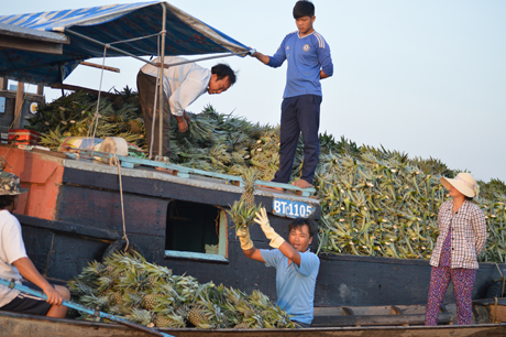 Khóm được khách hàng chọn mua để chưng trong dịp tết.