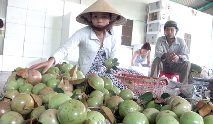 Vú sữa Lò Rèn nổi tiếng ngon nhưng gặp khó trong việc tiêu thụ. 