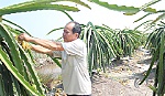 Cần đầu tư phát triển hệ thống thương mại vùng sản xuất thanh long