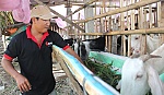 Anh Nguyễn Văn Thanh: Công tác tốt, sản xuất giỏi