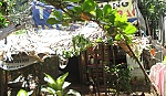 Cần xem xét lại khiếu nại của ông Việt
