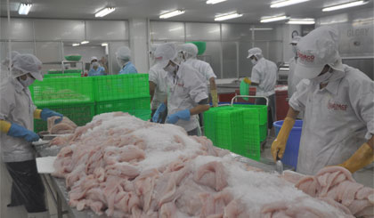 Chế biến cá tra xuất khẩu tại công ty cổ phần Gò Đàng. Ảnh: Thái Thiện
