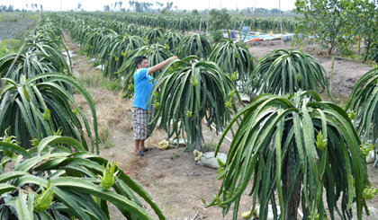 Nhiều diện tích thanh Long ở huyện Tân Phước đang đối mặt với nguy cơ hạn, mặn.