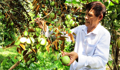 Ông Nam bên cây vú sữa sai trái