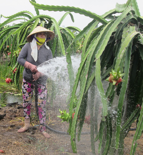 Người dân huyện Tân Phước đang chăm sóc thanh long.