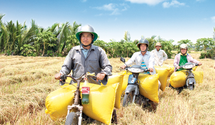 Những đoàn người chở lúa thuê nối đuôi nhau trên đồng. Ảnh: MINH THÀNH