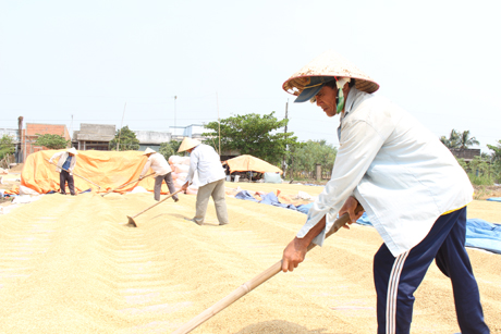Cứ khoảng 20 phút, những người phơi lúa mướn cào để trở lúa 1 lần.