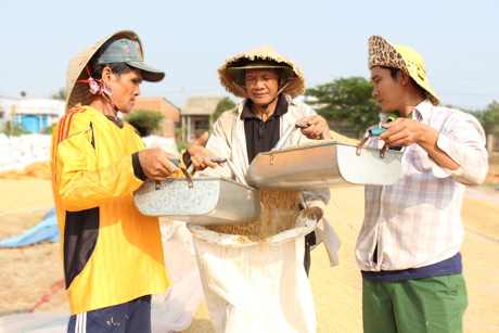 Việc phơi lúa kéo dài hơn 1 tháng, mỗi người phơi lúa mướn thu nhập khoảng 7 triệu đồng.