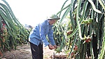 2 nông dân làm giàu nhờ trồng thanh long