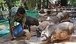 Cồn Ngang: Khu du lịch sinh thái hứa hẹn trong tương lai