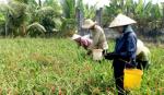 Chuyển đổi cơ cấu giống, mùa vụ khu vực phía Đông: Không thể chậm trễ