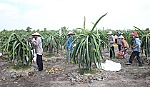 Hội Nông dân huyện Tân Phước: Đẩy mạnh Phong trào 