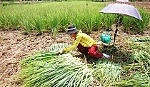 Cây sả 