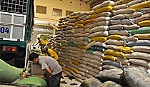 Giá lúa gạo giảm mạnh