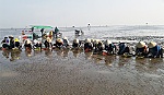 Khẩn trương thu hoạch nghêu đạt cỡ thương phẩm