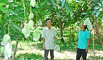Thăng trầm xoài cát Hòa Lộc