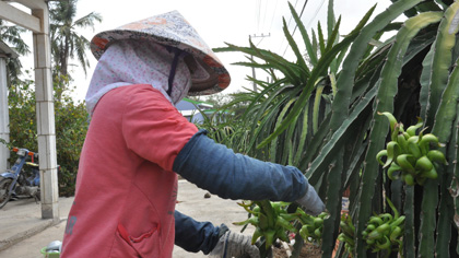 Công việc “vuốt ngoe” luôn đòi hỏi ở người làm sự khéo léo, chịu khó.