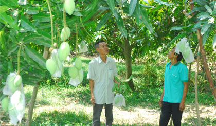 Ông Nguyễn Thành Nhơn (trái), Giám đốc HTX xoài cát Hòa Lộc kiểm tra vườn xoài của xã viên khi vào cao điểm hạn, mặn.