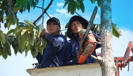 Treo mình trên xe cẩu, len lỏi vào từng nhánh cây, anh Nguyễn Nhật Linh và anh Nguyễn Văn Việt cùng tỉa cành cây xanh cho thành phố sạch, đẹp. Công việc ấy các anh đã làm hơn10 năm nay.