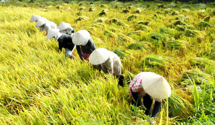  Cần tính toán lại cơ cấu mùa vụ trong sản xuất nông nghiệp.