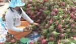 Huyện Chợ Gạo: Đến năm 2020 có từ 6.500 - 7.000 ha thanh long