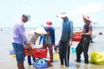 Hối hả thu hoạch nghêu
