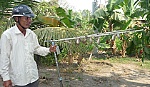 Cần ngăn chặn việc bẫy chim kiểu tận diệt