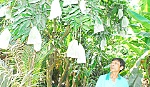 Túi bao trái trên xoài không gây 