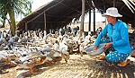 Vịt nuôi thích nghi vùng biển mặn